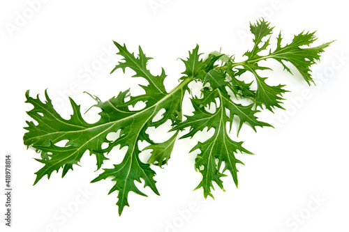 Fresh arugula leaves  isolated on white background. High resolution image