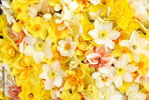 Spring blossoming yellow  white and apricot color daffodils  springtime blooming narcissus  jonquil  flowers bouquet background
