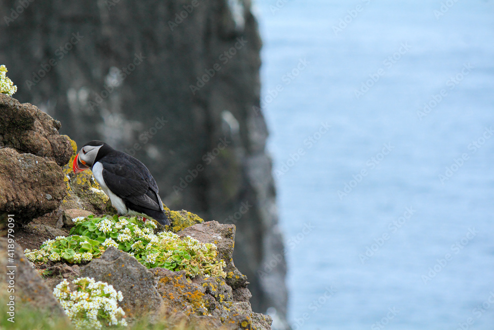 Fototapeta premium Atlantic puffin at their breeding place Latrabjarg