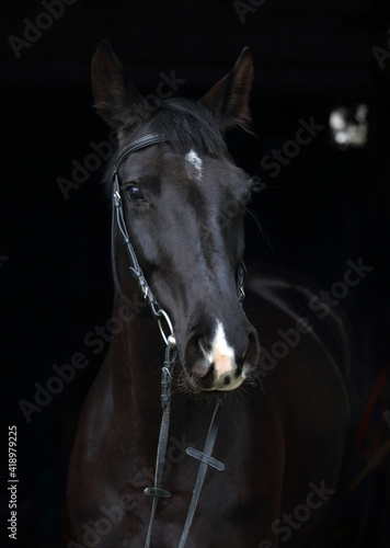 Foto Dressage black horse with classic bridle in dark stable background