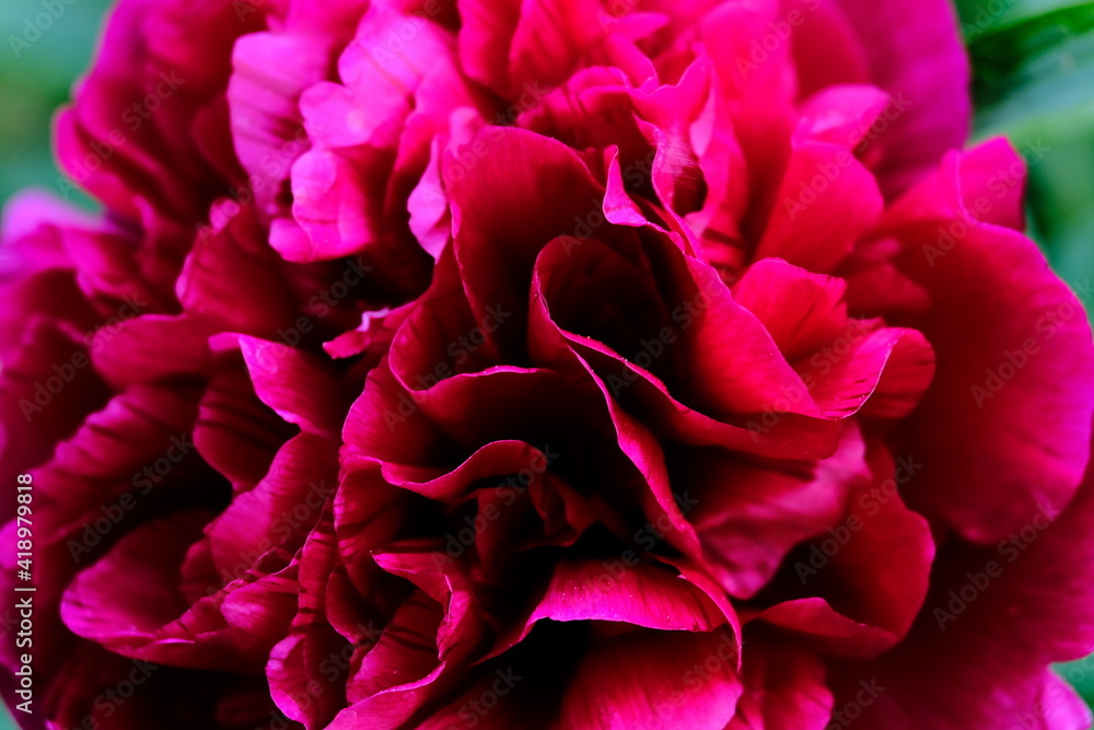 Naklejka premium Hortensie