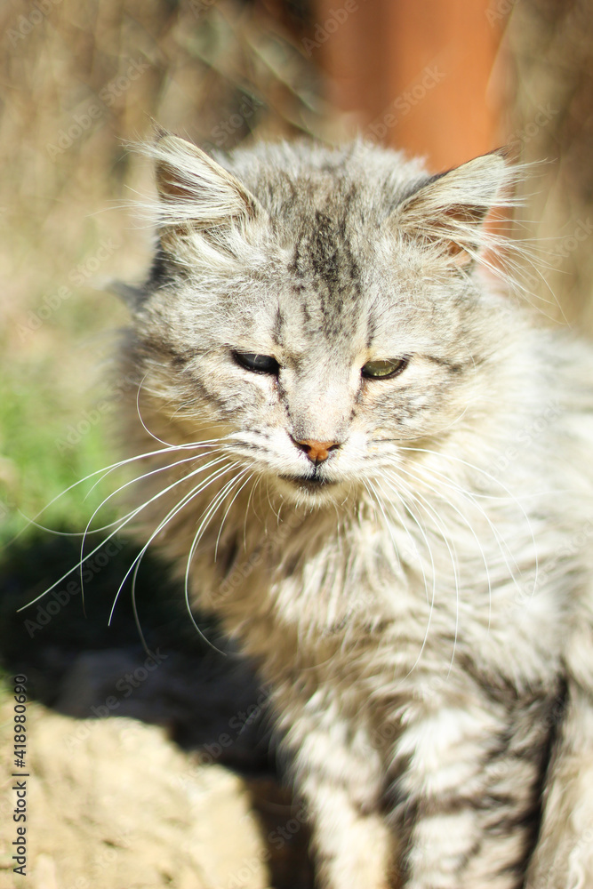 street gray cat with beautiful multi-colored eyes. street gray cat with beautiful multi-colored eyes.