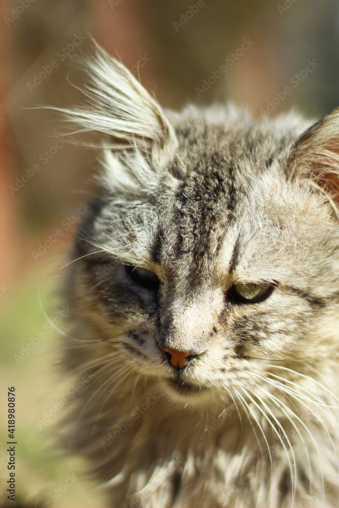 street gray cat with beautiful multi-colored eyes.