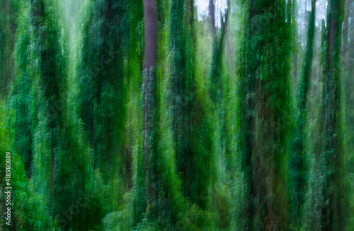 Pine forest, MARITIME PINE - PINO MARITIMO (Pinus pinaster), Dunas de Liencres Natural Park, Cantabrian Sea, Pielagos Municipality, Cantabria, Spain, Europe photo