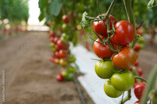Cultivo de tomate en invernadero