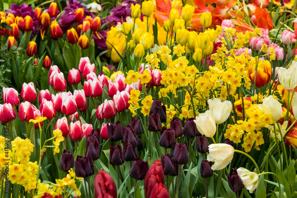 Obraz premium lots of colorful flowers close-up, bright spring live flowers close-up, background image, selective focus, tinted image
