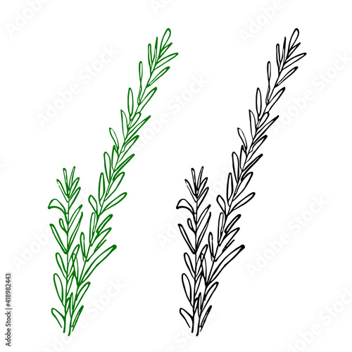 A sprig of rosemary. Hand drawn sketch style illustration, design element