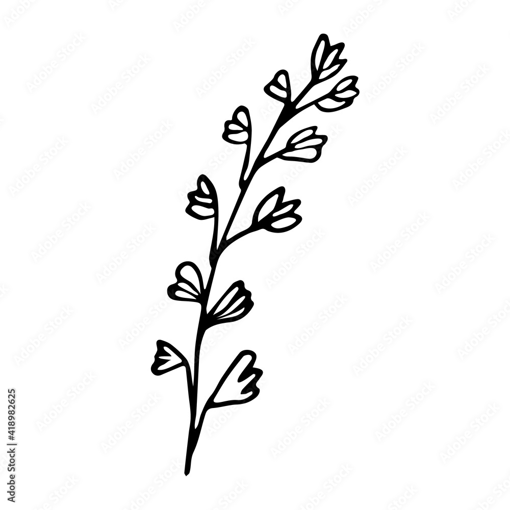 A sprig of thyme. Hand drawn sketch style illustration, design element A sprig of thyme. Hand drawn sketch style illustration, design element