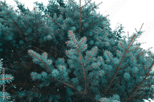 Spruce branches in the city park