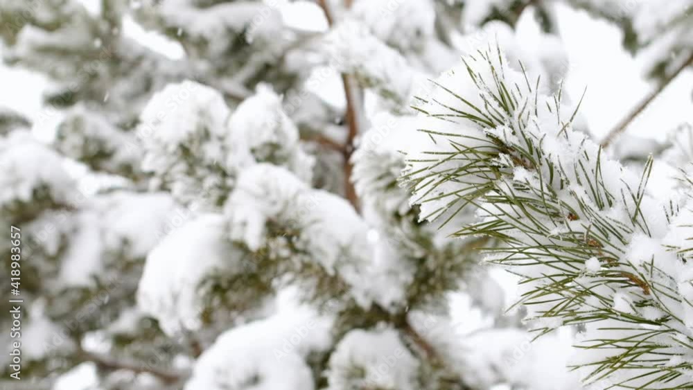 Snow falling at the fir trees branches. Snow falls from pine tree branch in a forest. Christmas holiday winter background. Snow falling at the fir trees branches. Snow falls from pine tree branch in a forest. Christmas holiday winter background.