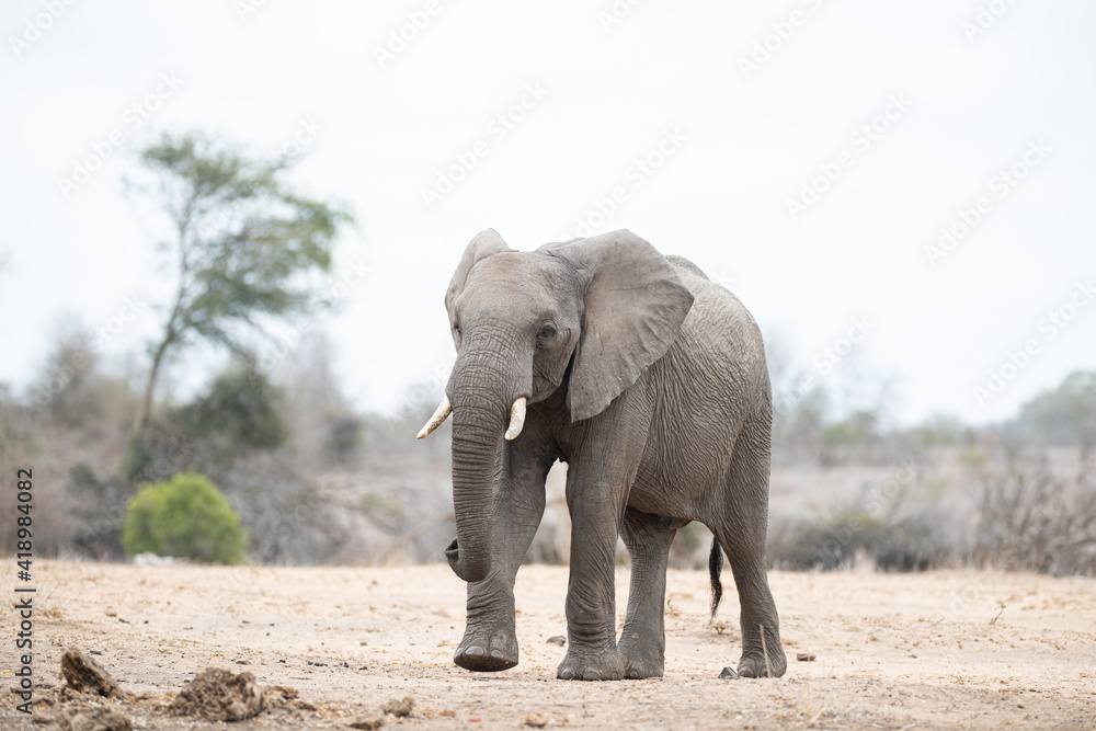 Obraz premium African Elephant seen on a safari in the Kruger National Park