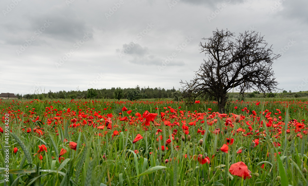 Field full of red beautiful poppy anemone flowers and a lonely dry tree. Spring time, spring landscape Cyprus. Field full of red beautiful poppy anemone flowers and a lonely dry tree. Spring time, spring landscape Cyprus.
