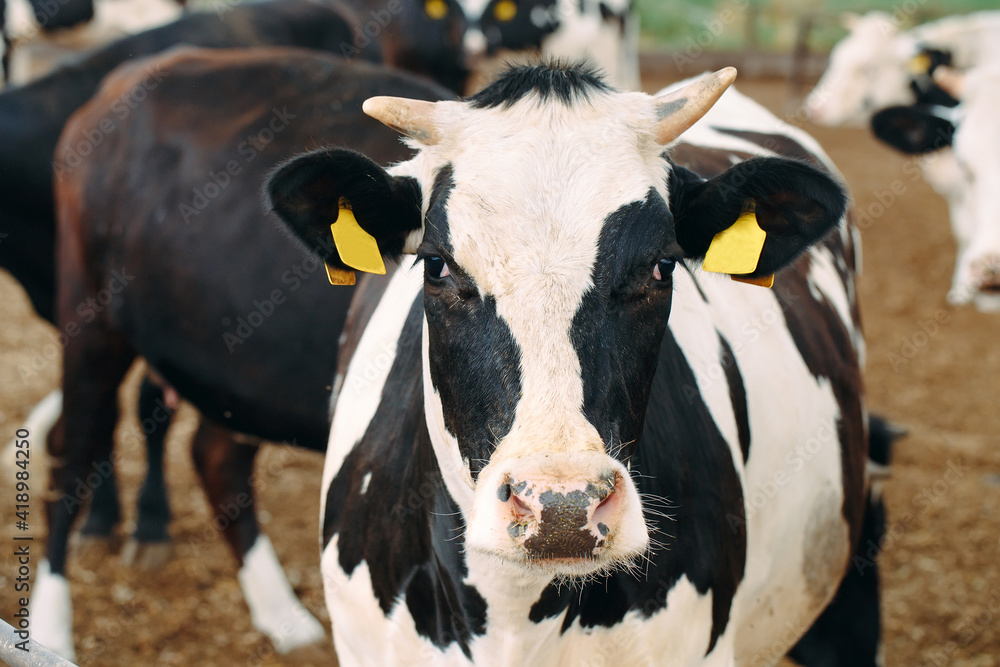 Cows on Farm. Cows eating hay in the stable. Cows on Farm. Cows eating hay in the stable.