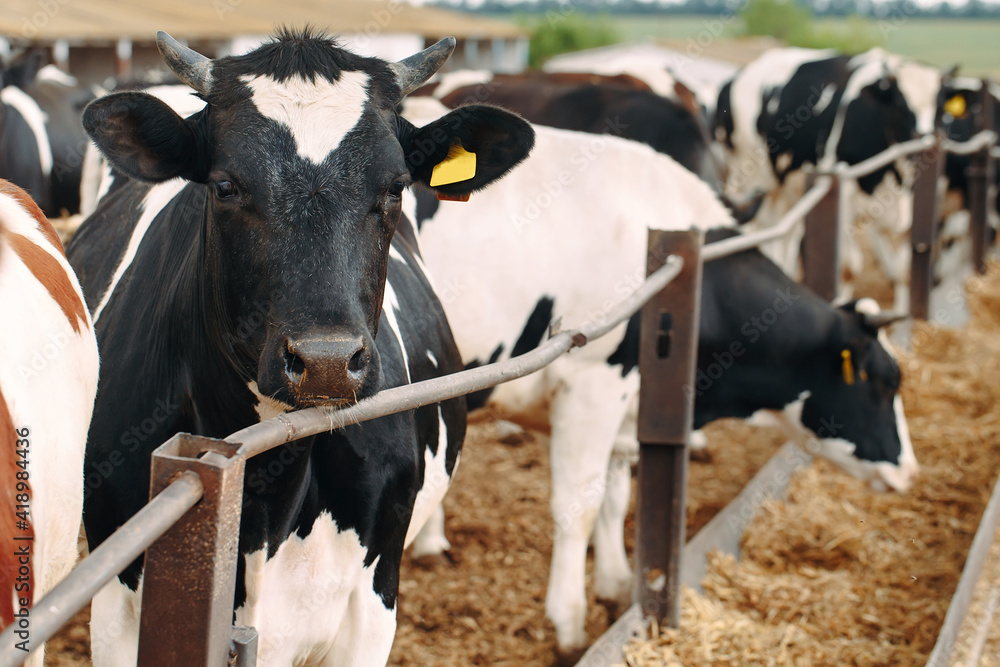 Cows on Farm. Cows eating hay in the stable.