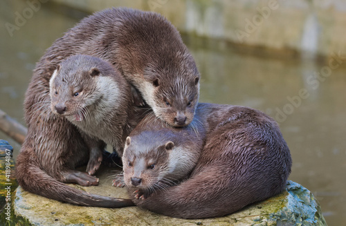 Obraz na płótnie Three otters. Warsaw ZOO w salonie