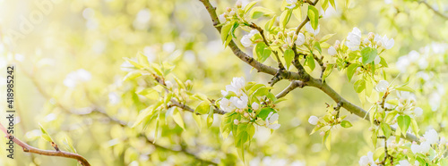 Beautiful panoramic spring landscape with blooming white apple tree flowers and bokeh background