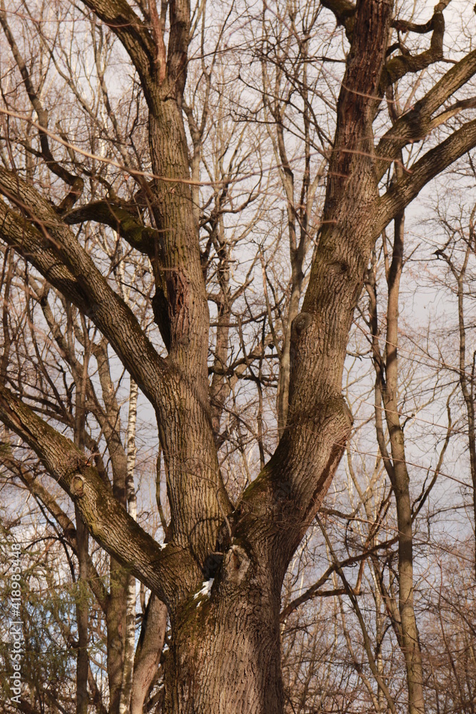 trees in the park