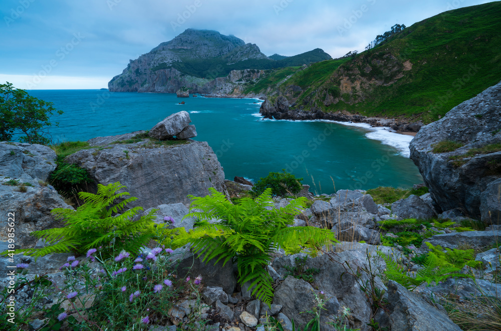 Ferns, San Julian beach, Mount Candina, Cantabrian Sea, Liendo valley, Cantabria, Spain, Europe