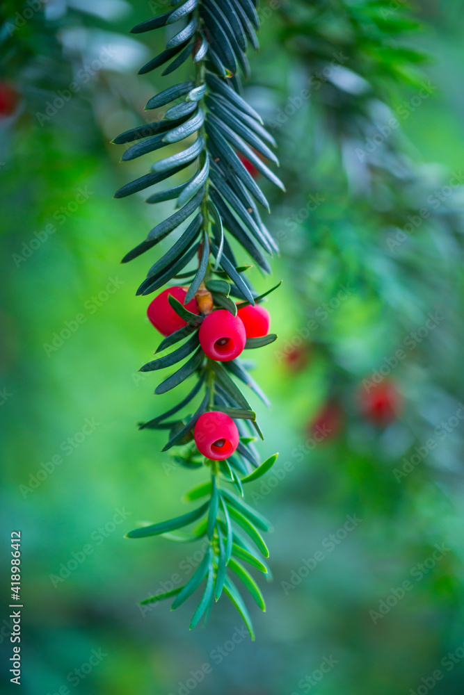 Mature cones, EUROPEAN YEW - TEJO (Taxus baccata), Cantabria, Spain, Europe