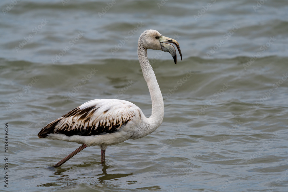 close up of a young white and gray flamingo in the breeding grounds of San Pedro del Pinatar in Murcia