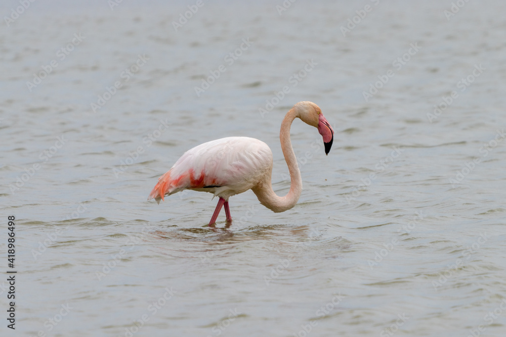 close up of a pink flamingo in the salines of San Pedro del Pinatar in Murcia