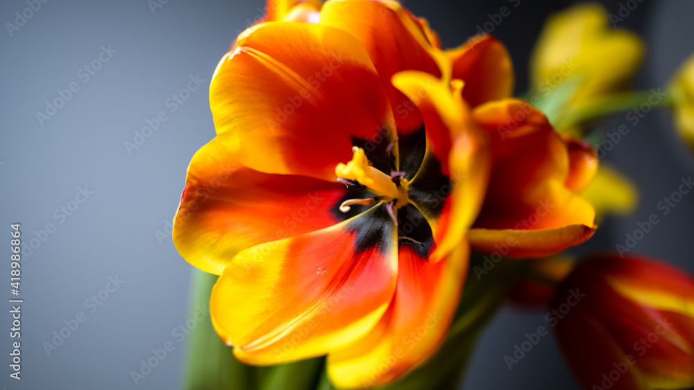 opened yellow-red tulip hybrid, close-up opened yellow-red tulip hybrid, close-up
