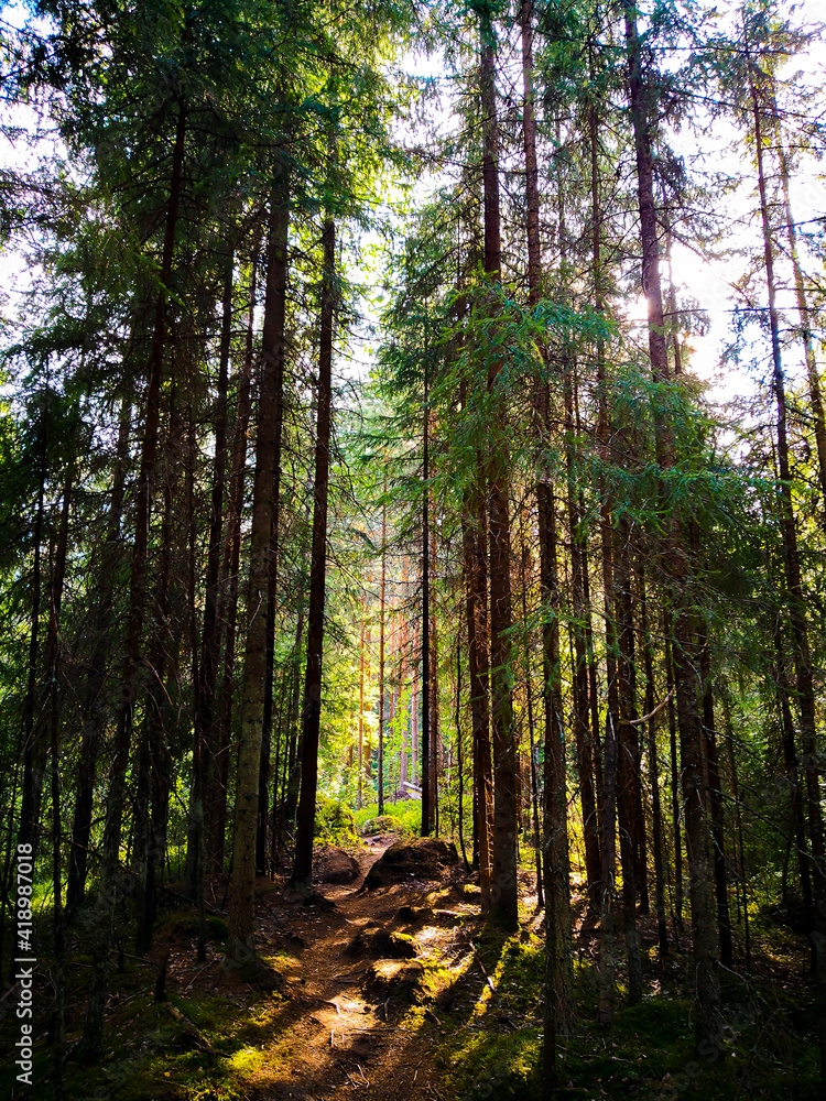 Fototapeta premium forest in the morning