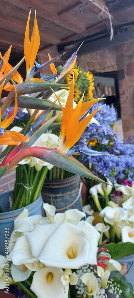 Fototapeta premium Flores silvestres Ave del paraaiso