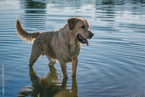 A fawn labrador retriever is playing in the lake.