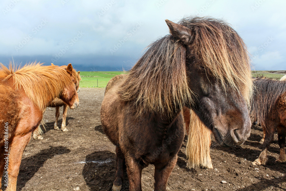 Portrait of brown Icelandic pony with long mane Portrait of brown Icelandic pony with long mane