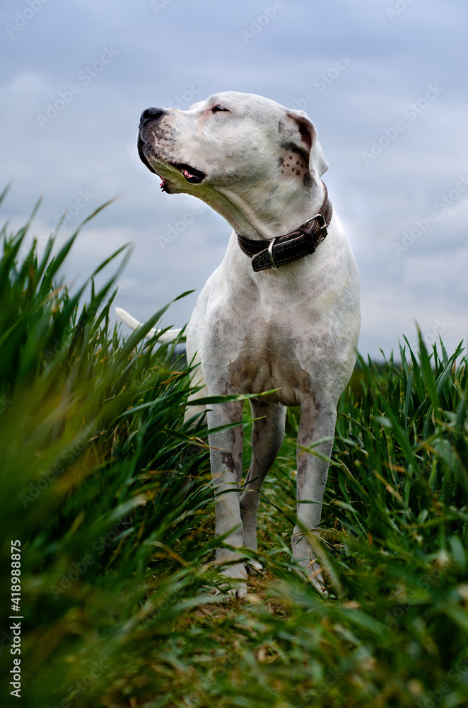 Great Dane standing in tall green grass and behind him a sky full of clouds