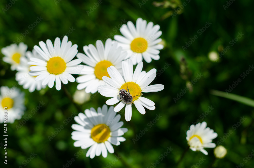 Daisies on a green field and on one of them sits a beetle Daisies on a green field and on one of them sits a beetle