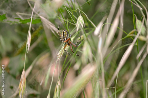 spider
