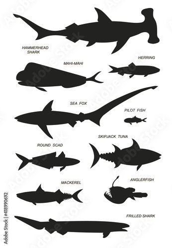 Ocean fish with text names. Vector black silhouette image.
