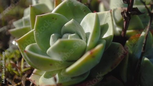 Extreme close up of succulents growing in a sand dune amongst grasses and other plants along the Lost Coast Trail in Northern California. This plant was found near the trailhead at Mattole Beach. photo