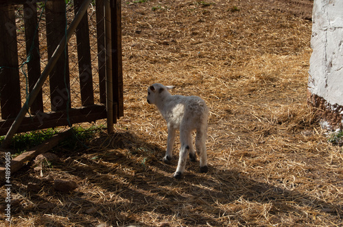 Baby Sheep 2 days old with her mum- grazing free - family farm 