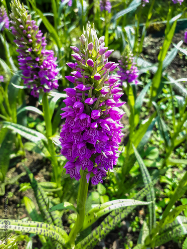 Closeup shot of white and purple wild spotted orchid in bloom surrounded with green vegetation photo