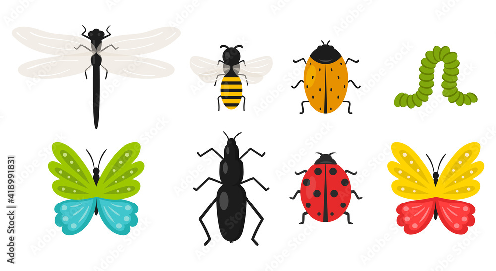 Φωτογραφία Collection of insects