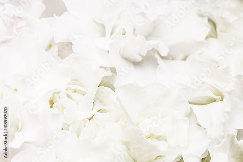 Soft white Hydrangea (Hydrangea macrophylla) or Hortensia flower petals. Shallow depth of field for soft dreamy feel © Olena