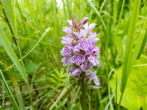 Macro shot of white and purple common spotted orchid in bloom surrounded with green vegetation photo