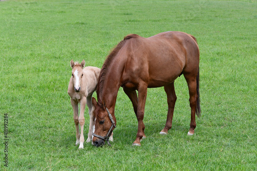 A chestnut warmblood mare with her palomino foal in a green meadow.