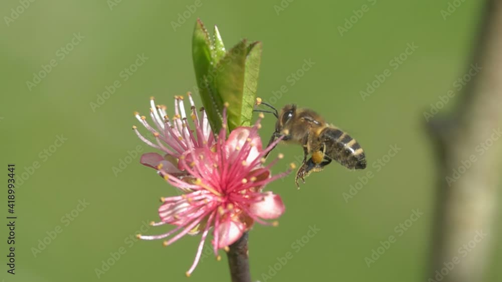 Bee explore pink flowers. Springtime. Bee and peach tree branches and flowers. Fruit tree. Springtime. green background.slow-motion. Bee explore pink flowers. Springtime. Bee and peach tree branches and flowers. Fruit tree. Springtime. green background.slow-motion.