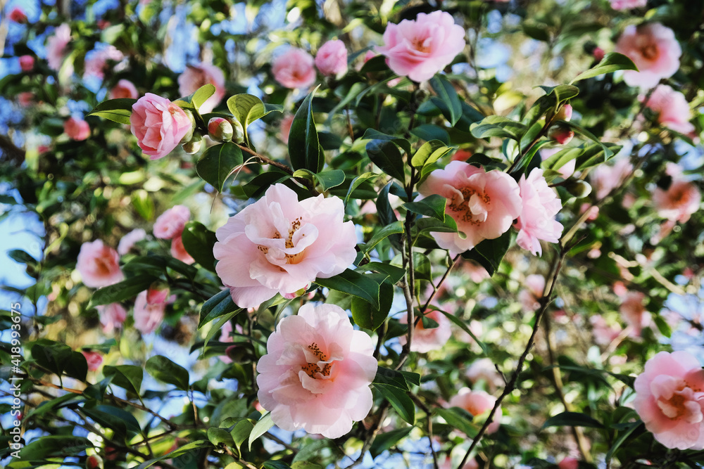 Obraz premium Pink Camellia 'Felice Harris' in flower