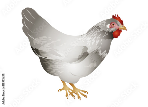 Handgezeichnetes koloriertes weißes Huhn