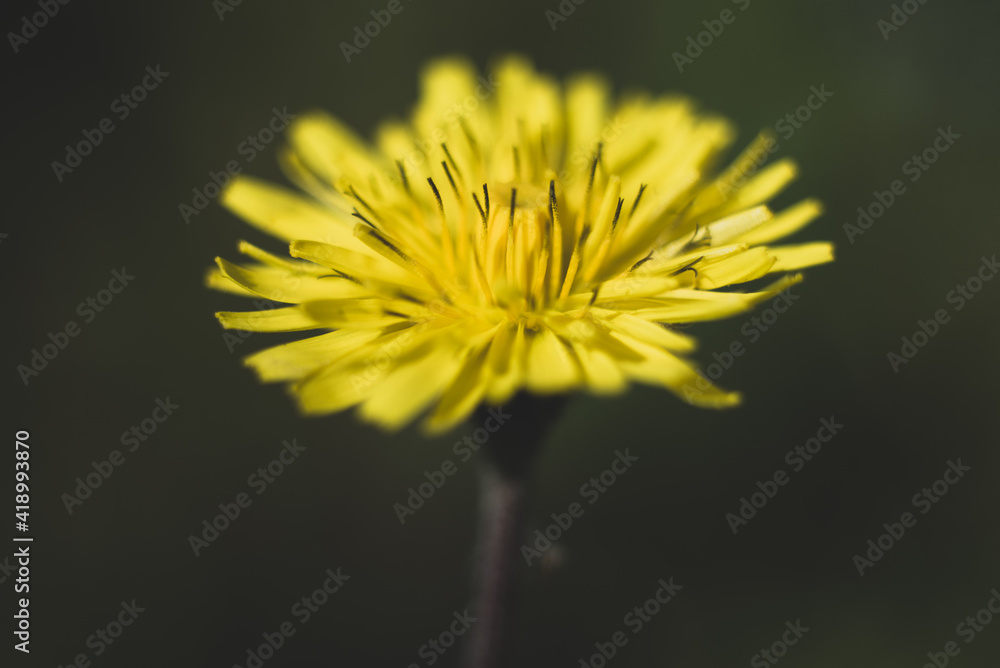 Yellow Flower Yellow Flower