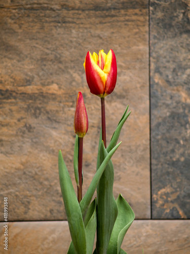 hybrid bicolor tulip on abstract background