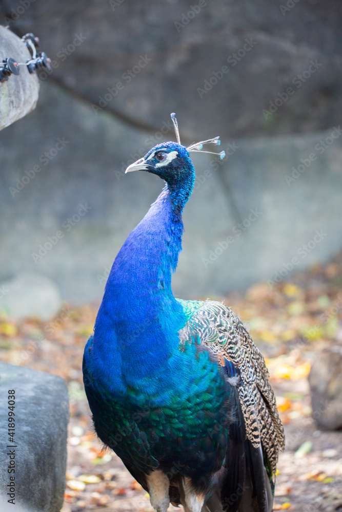 Obraz premium Peacock