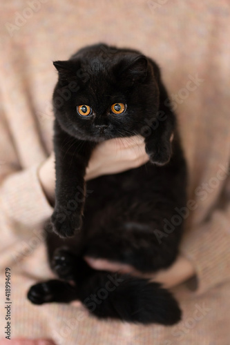 Britisch Kurzhaar Kitten Katze schwarzer Panther - edel Luxus