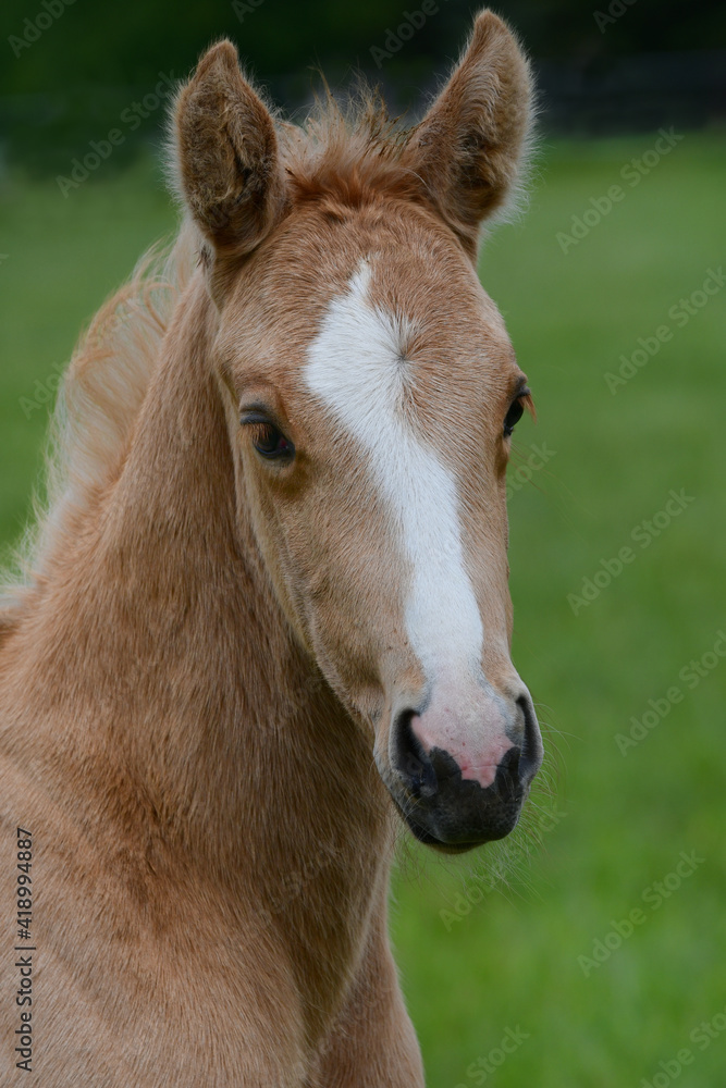 Portrait of a cute palomino warmblood filly in a green meadow. Portrait of a cute palomino warmblood filly in a green meadow.