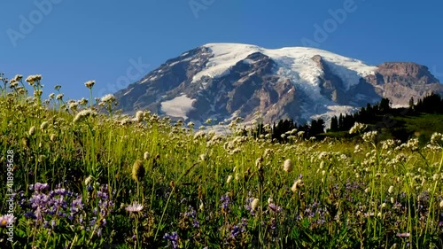 Mountain Wildflowers
